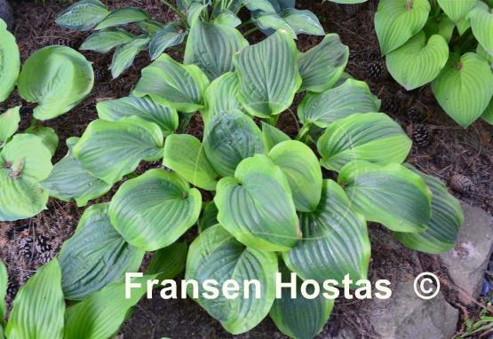 Hosta Honey Bear